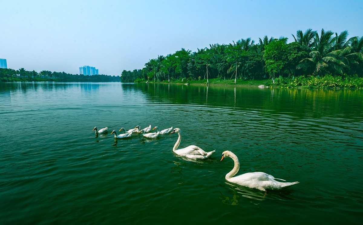 Hồ Thiên Nga tại Ecopark Hưng Yên