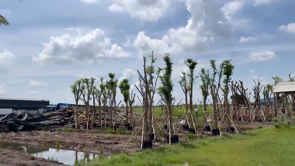 Cây xanh dự án Eco Retreat Long An (Hình 01)